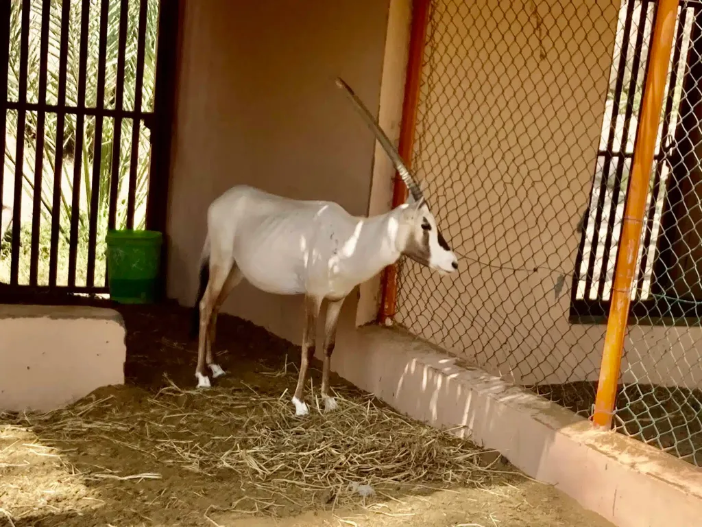 Nizwa Zoo