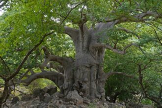 Baobab Tree