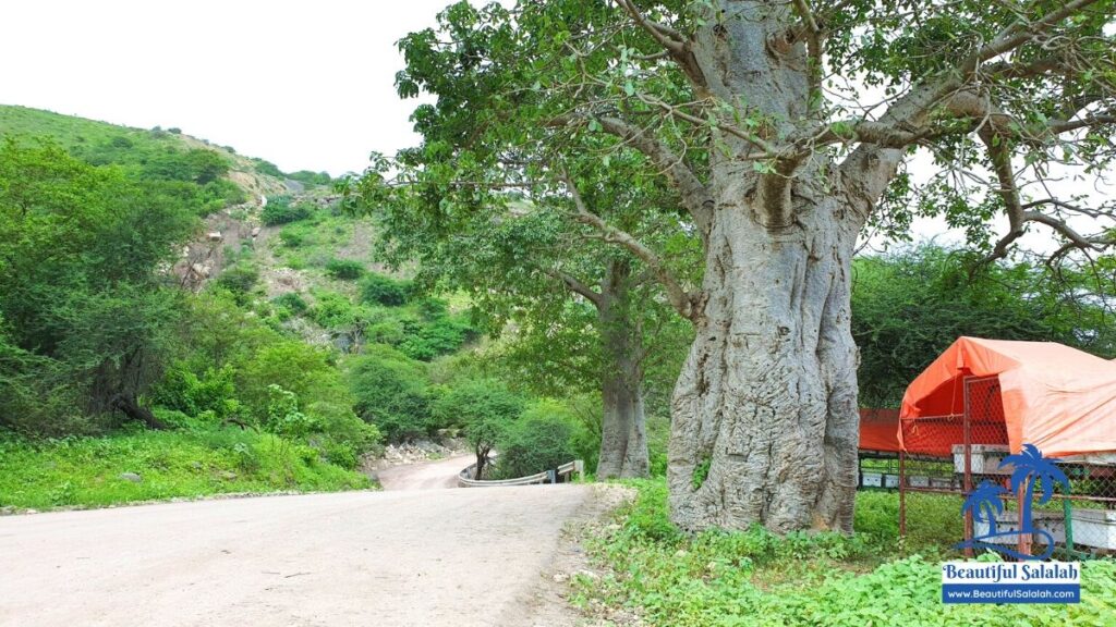 Baobab Tree