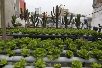 urban farming