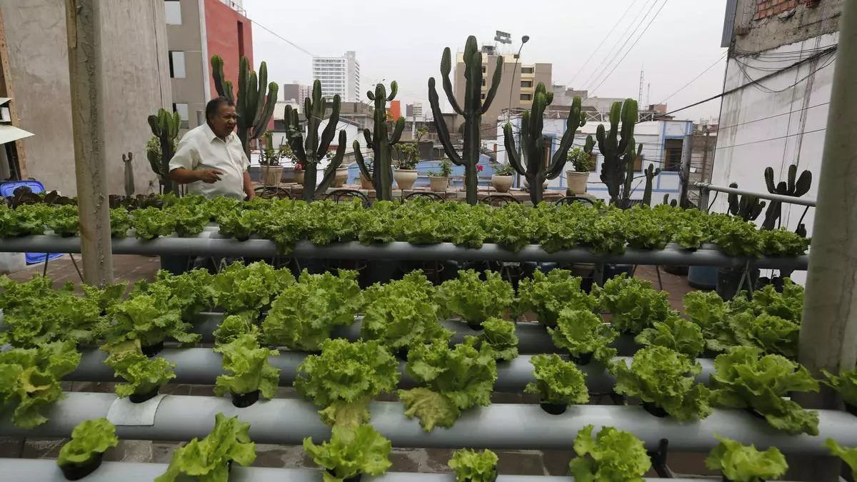urban farming