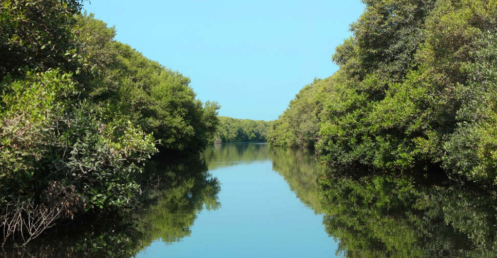 Mangroves
