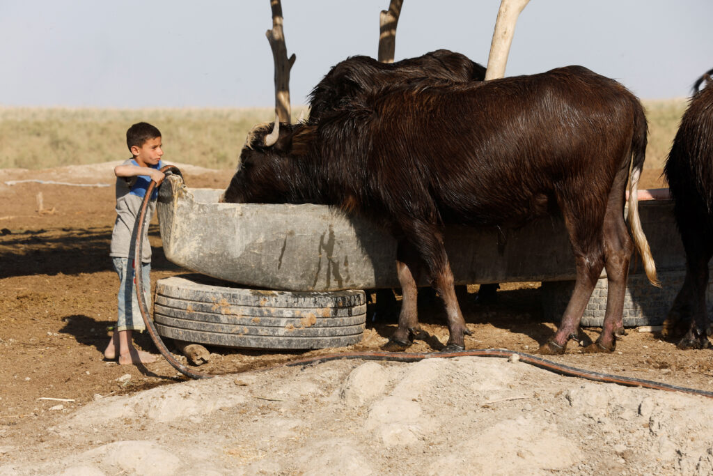 Buffalo Farmers Fight