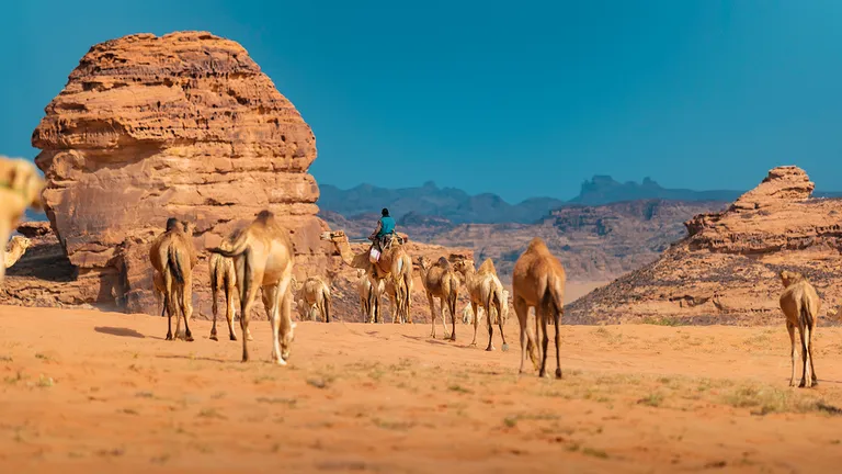 Trips to Saudi Arabia