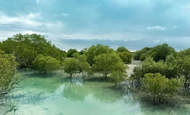 Mangroves