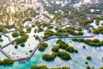 Mangroves