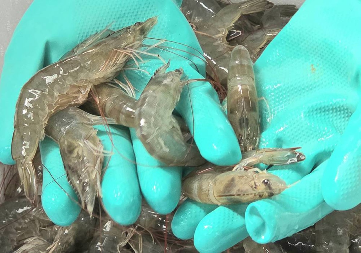 Shrimp Farming