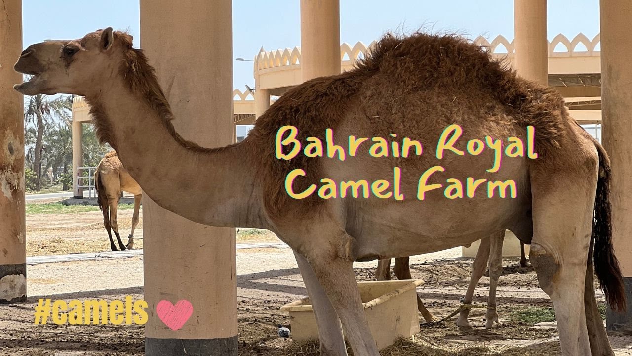 Camel Farm