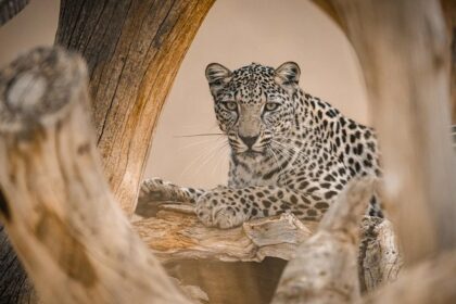 Rare Leopards