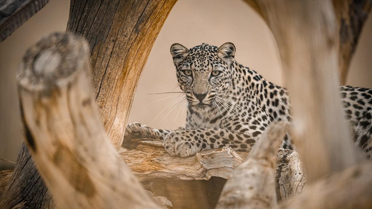 Rare Leopards