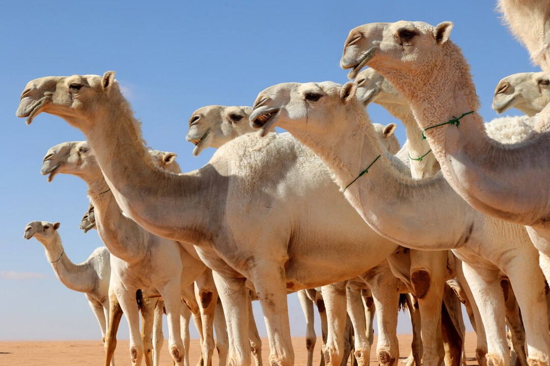 Camels