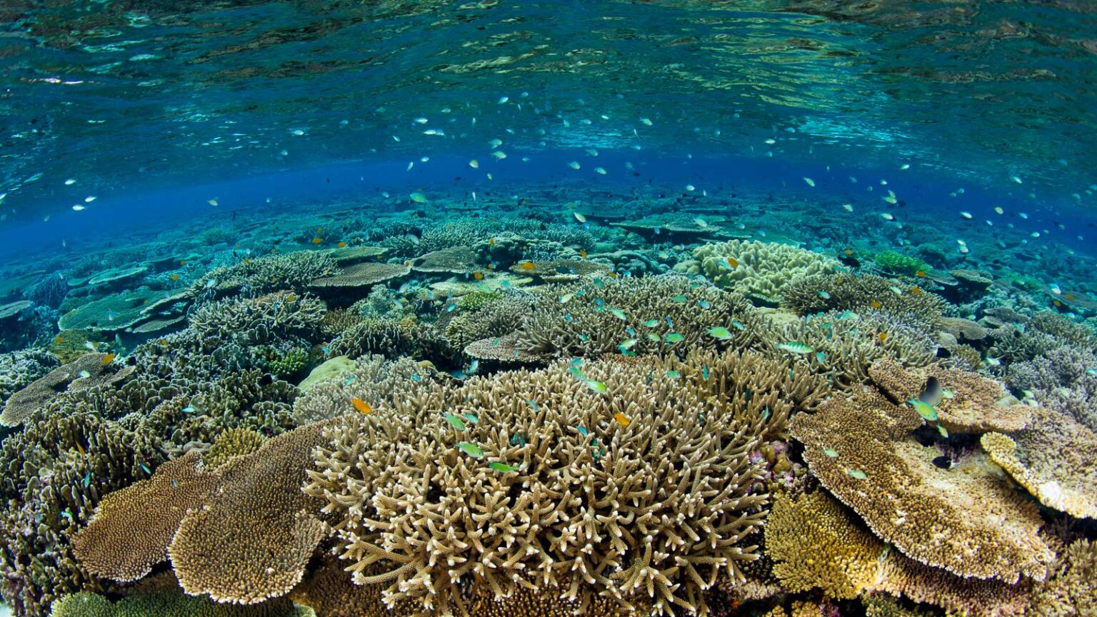 Red Sea coral reef