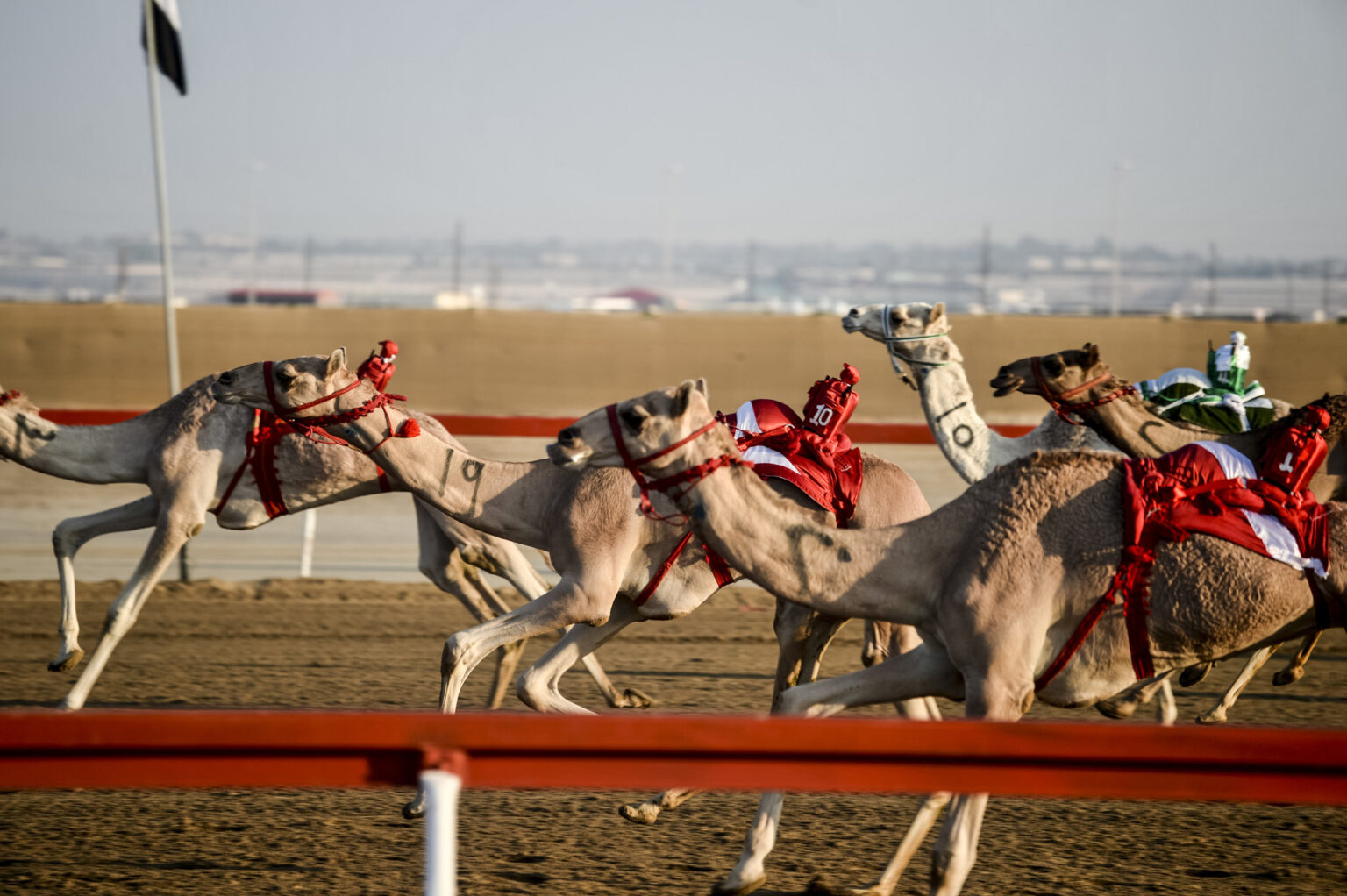 Camel Racing