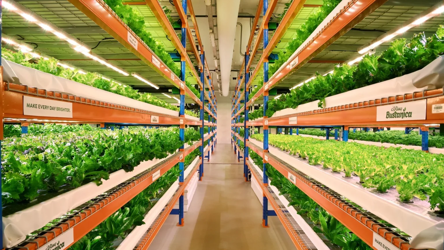 Dubai vertical farming