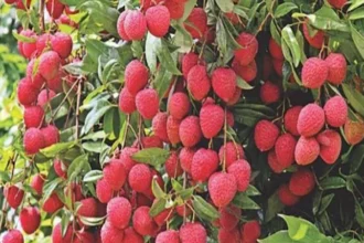 India litchi exports to UAE and Qatar