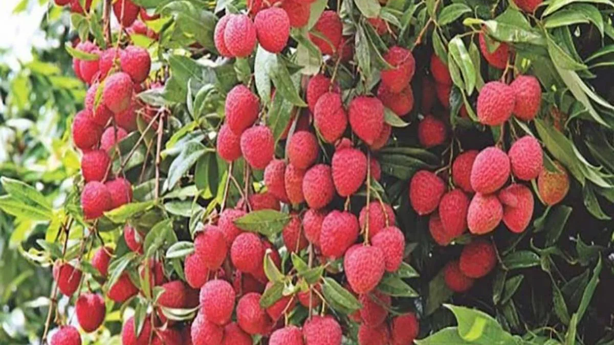 India litchi exports to UAE and Qatar