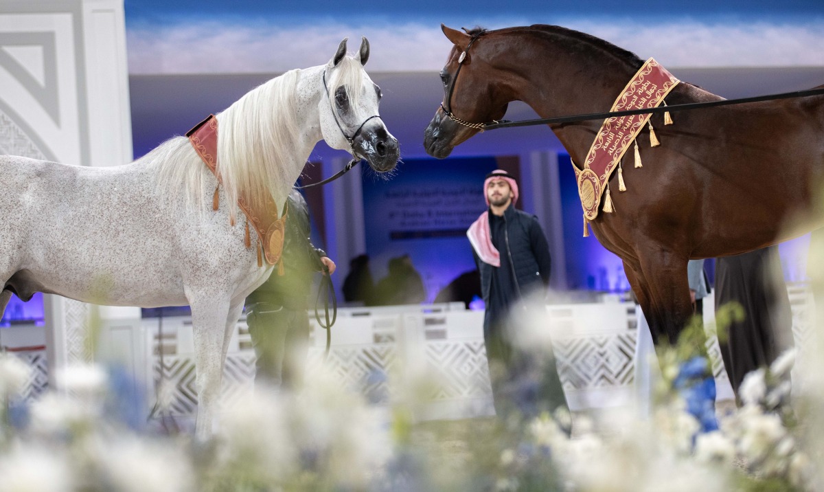 International Equestrian