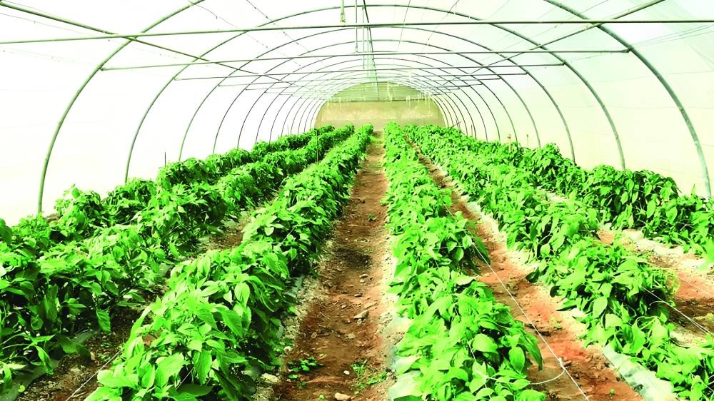 Local Food Production