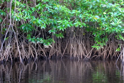 Saudi mangrove planting initiative under sustainability plans