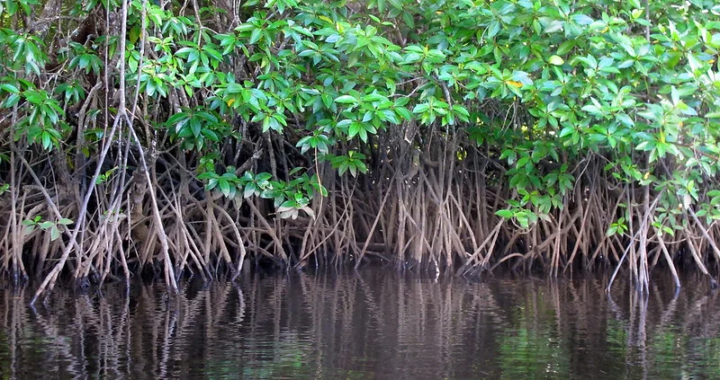 Saudi mangrove planting initiative under sustainability plans