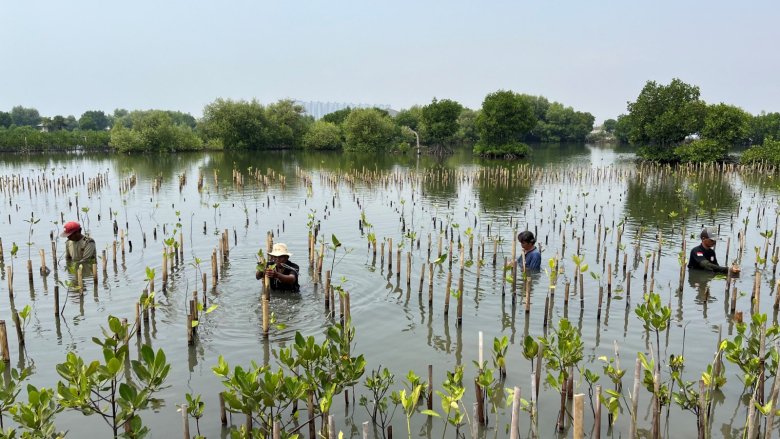 Saudi mangrove planting initiative under sustainability plans