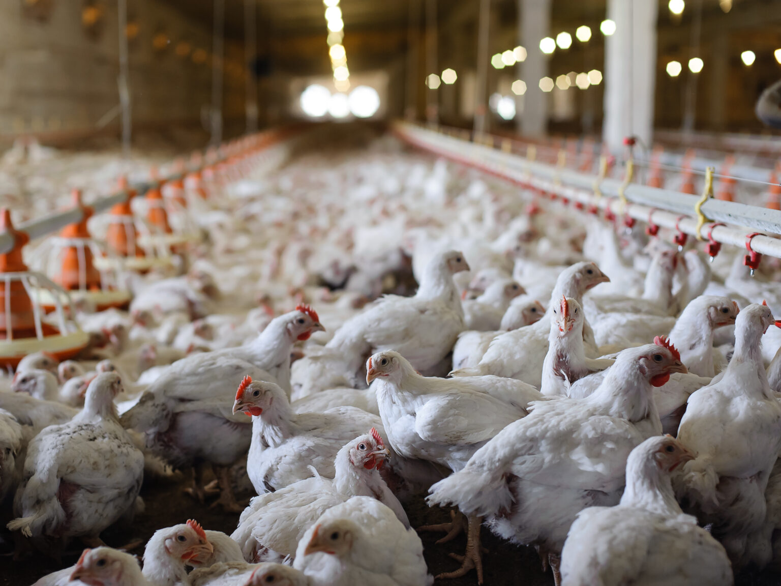 Saudi poultry and egg imports suspended over avian diseases