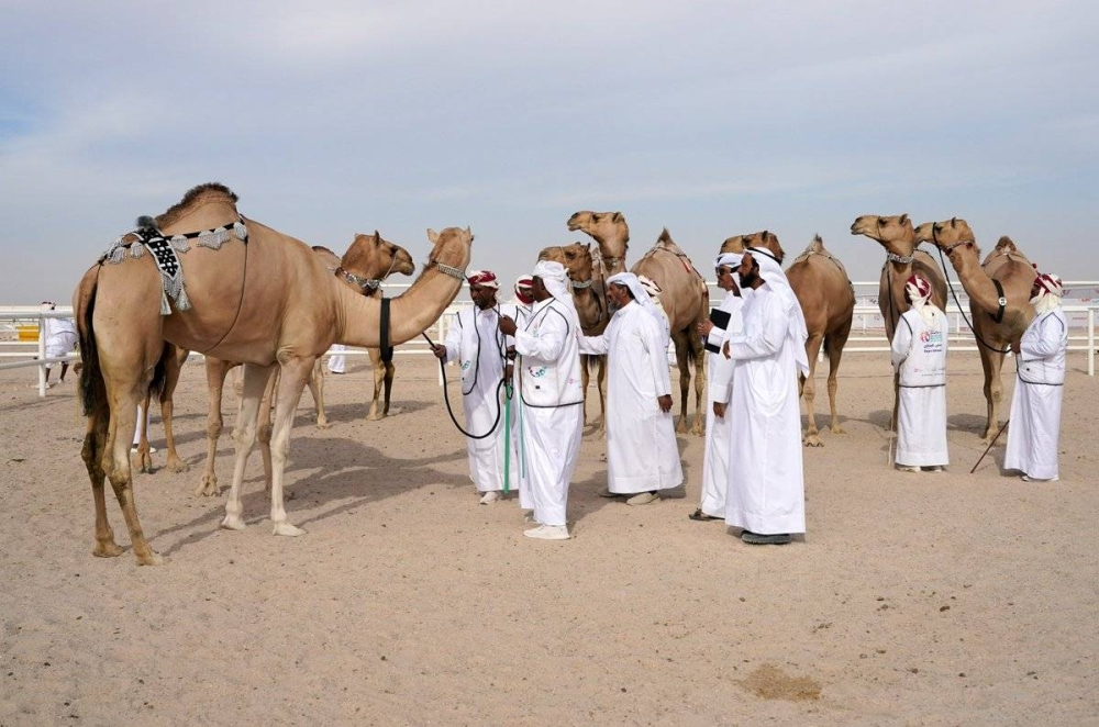 Camel Festival